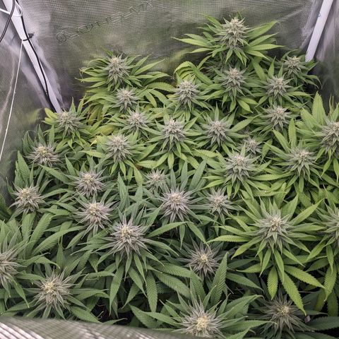 Hammond growlog timeline photo
