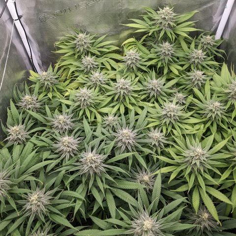 Hammond growlog timeline photo