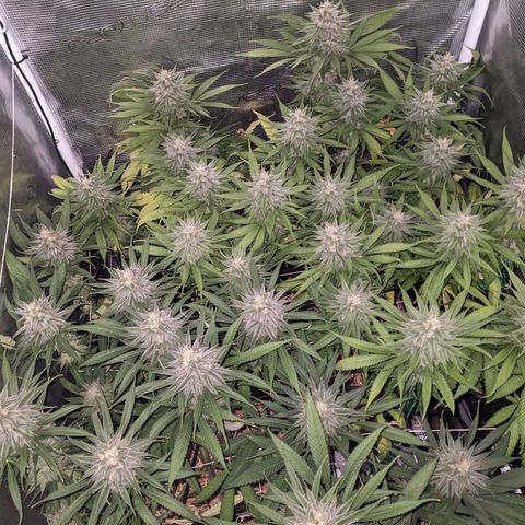 Hammond growlog timeline photo