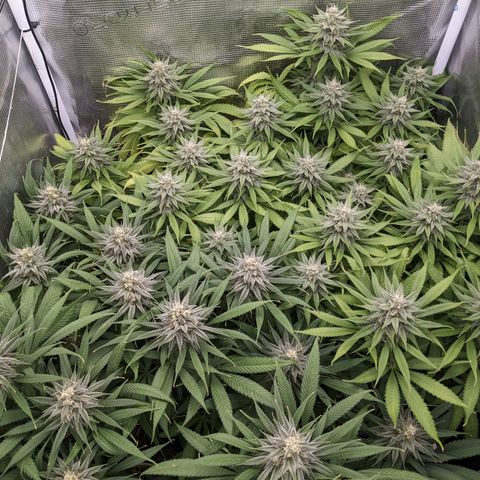 Hammond growlog timeline photo