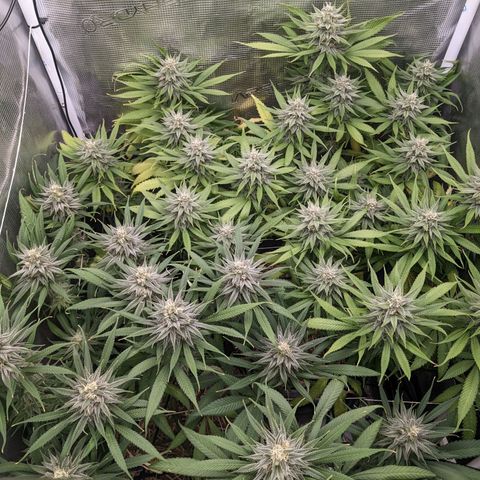 Hammond growlog timeline photo