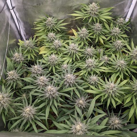 Hammond growlog timeline photo