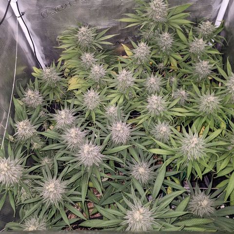 Hammond growlog timeline photo