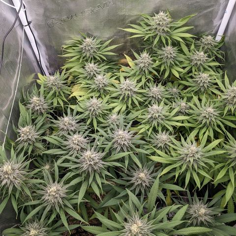 Hammond growlog timeline photo