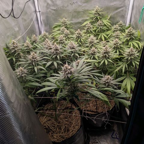 Hammond growlog timeline photo