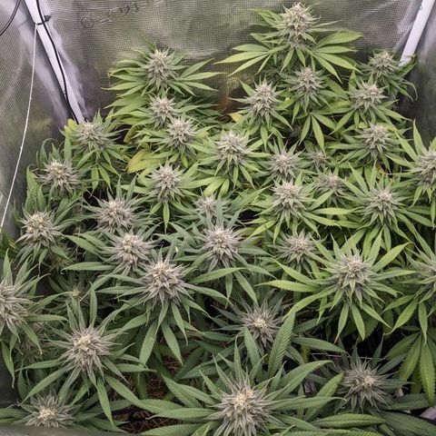Hammond growlog timeline photo