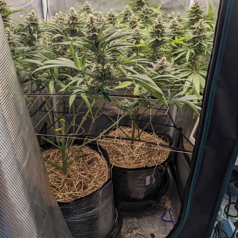 Hammond growlog timeline photo