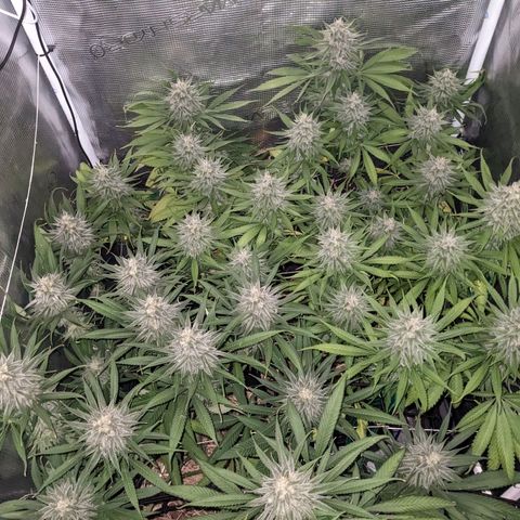 Hammond growlog timeline photo