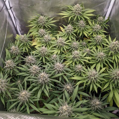 Hammond growlog timeline photo