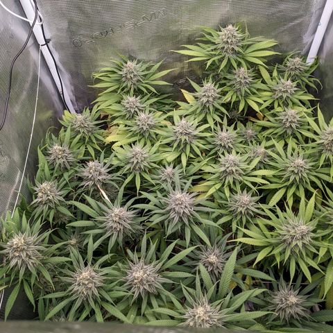 Hammond growlog timeline photo