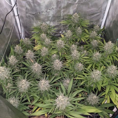 Hammond growlog timeline photo