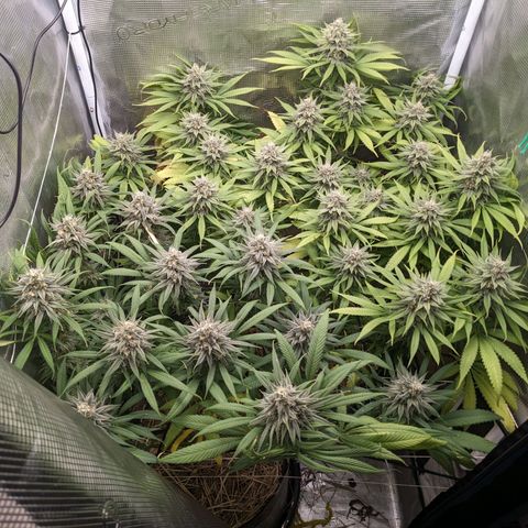 Hammond growlog timeline photo