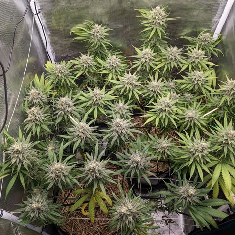 Hammond growlog timeline photo