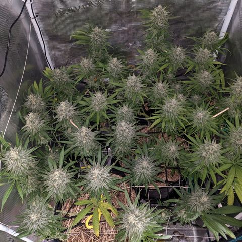Hammond growlog timeline photo