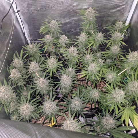 Hammond growlog timeline photo