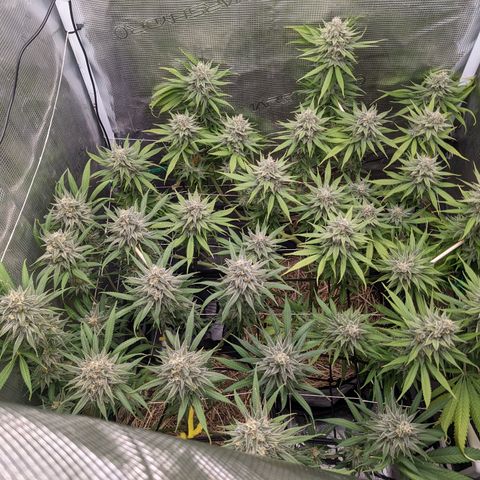 Hammond growlog timeline photo