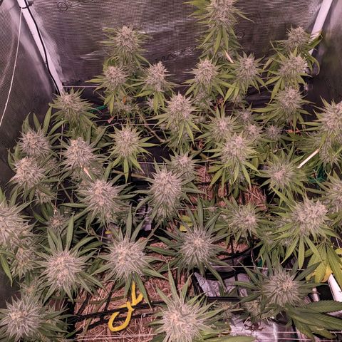 Hammond growlog timeline photo