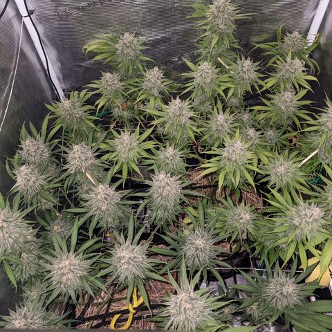 Hammond growlog timeline photo