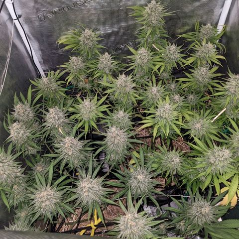 Hammond growlog timeline photo