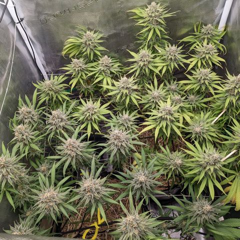 Hammond growlog timeline photo