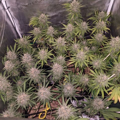 Hammond growlog timeline photo