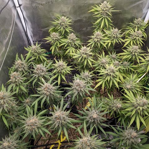 Hammond growlog timeline photo