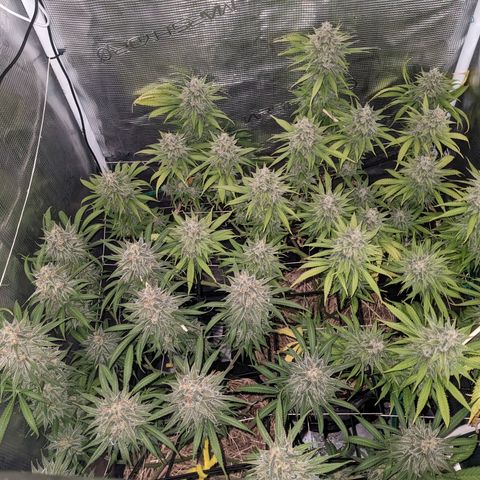Hammond growlog timeline photo