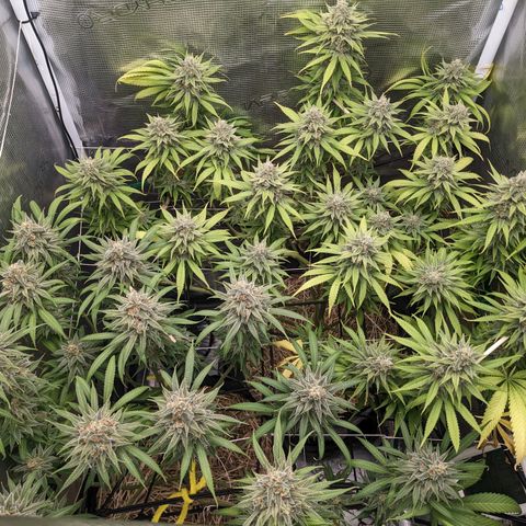 Hammond growlog timeline photo