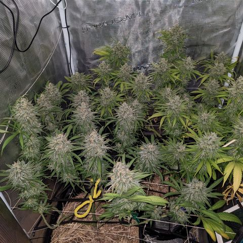 Hammond growlog timeline photo