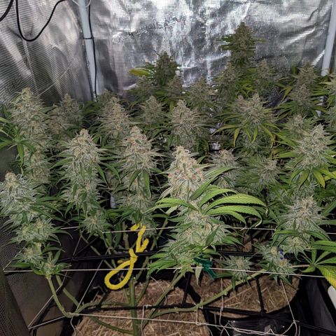Hammond growlog timeline photo