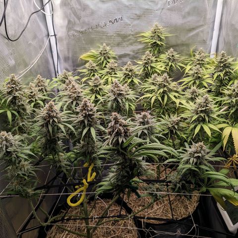 Hammond growlog timeline photo