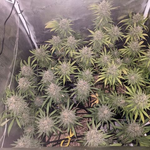 Hammond growlog timeline photo