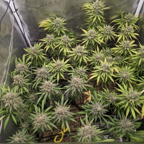 Hammond growlog timeline photo