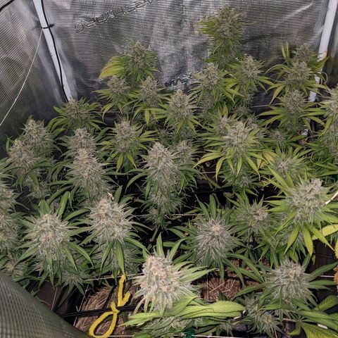Hammond growlog timeline photo