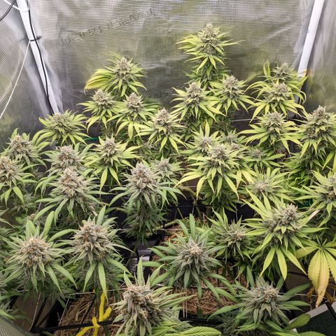 Hammond growlog timeline photo