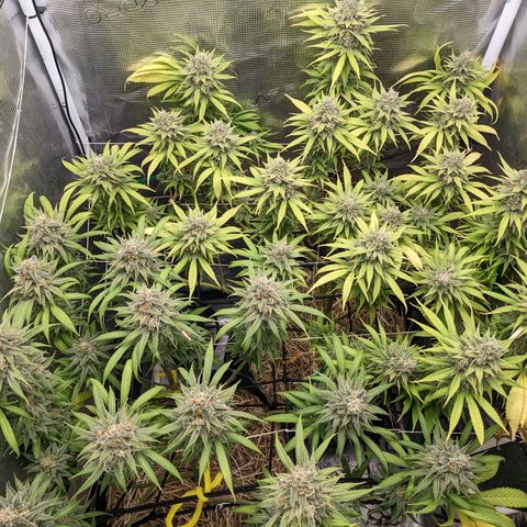 Hammond growlog timeline photo