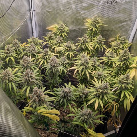 Hammond growlog timeline photo