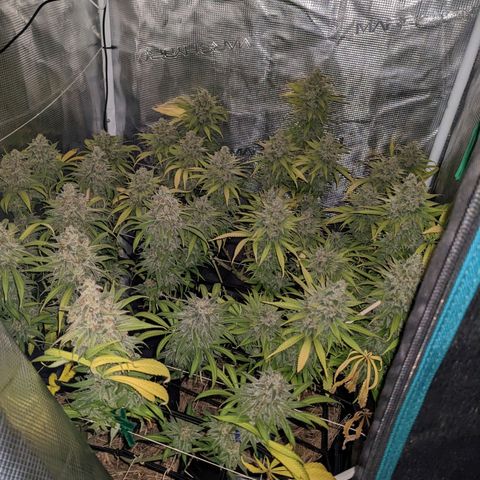 Hammond growlog timeline photo