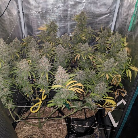 Hammond growlog timeline photo