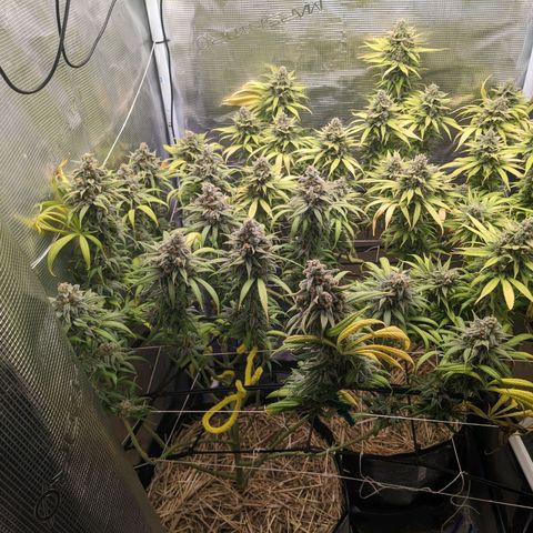 Hammond growlog timeline photo