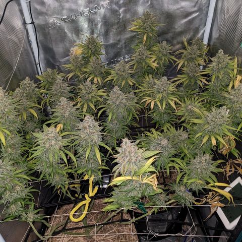 Hammond growlog timeline photo