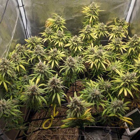 Hammond growlog timeline photo