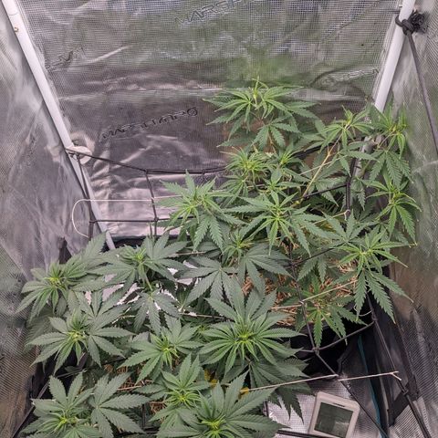 Idiot II growlog timeline photo