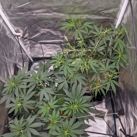Idiot II growlog timeline photo