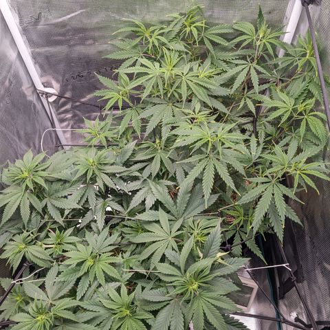 Idiot II growlog timeline photo