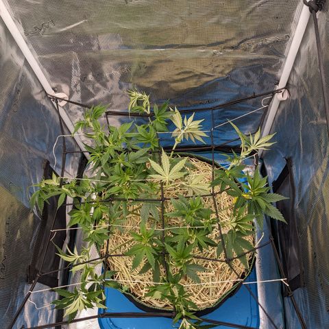 Idiot II growlog timeline photo