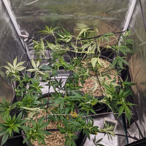 Idiot II growlog timeline photo
