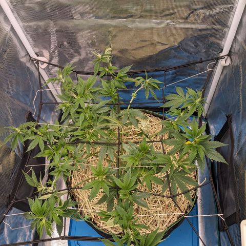Idiot II growlog timeline photo