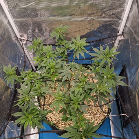 Idiot II growlog timeline photo