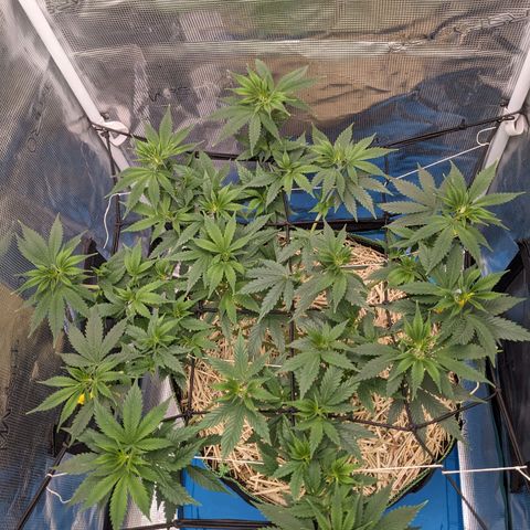 Idiot II growlog timeline photo